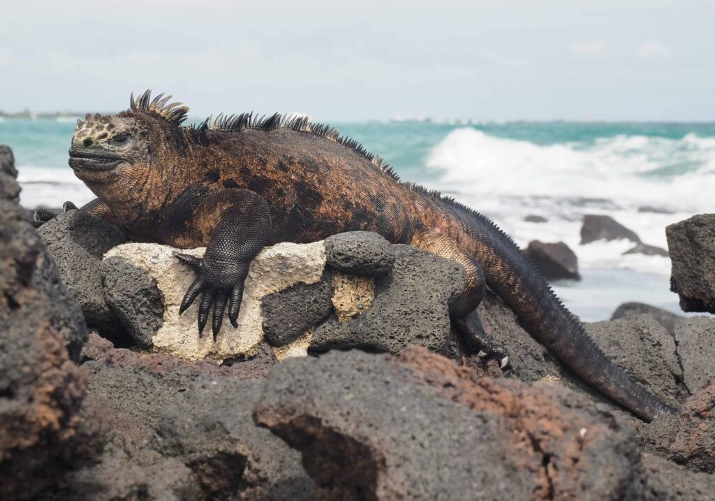 Keystone Species: The Hidden Architects of Ecosystems cover image