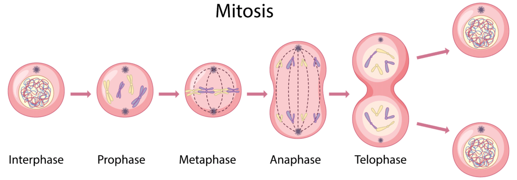 Stages of Mitosis post image