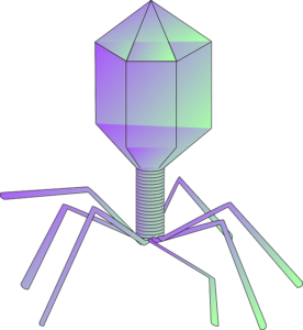 bacteriophages post image