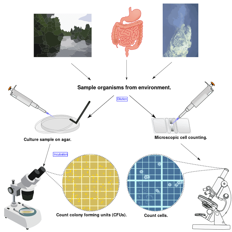 A simplified diagram showing microbial trophic levels and nutrient flows in an ecosystem.
By Estevezj - Own work, CC BY-SA 3.0, https://commons.wikimedia.org/w/index.php?curid=23916666