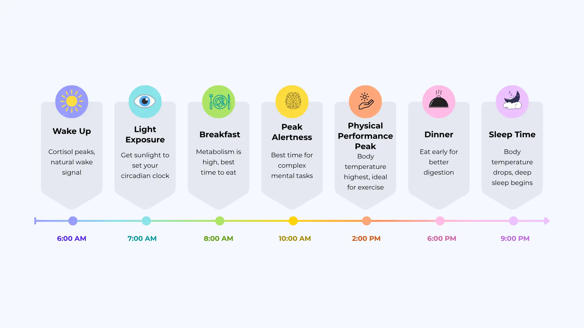 Circadian Rhythms daily routine detailed infographic with step-by-step guide.