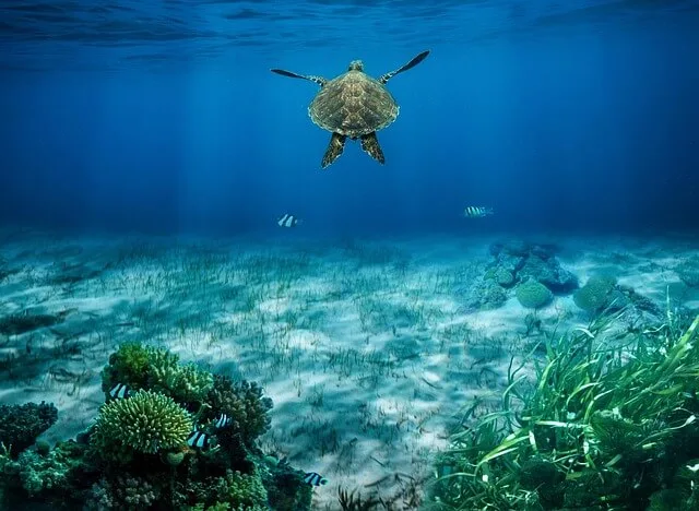 Seagrass meadow in a marine Ecosystem, storing carbon and fostering marine biodiversity.