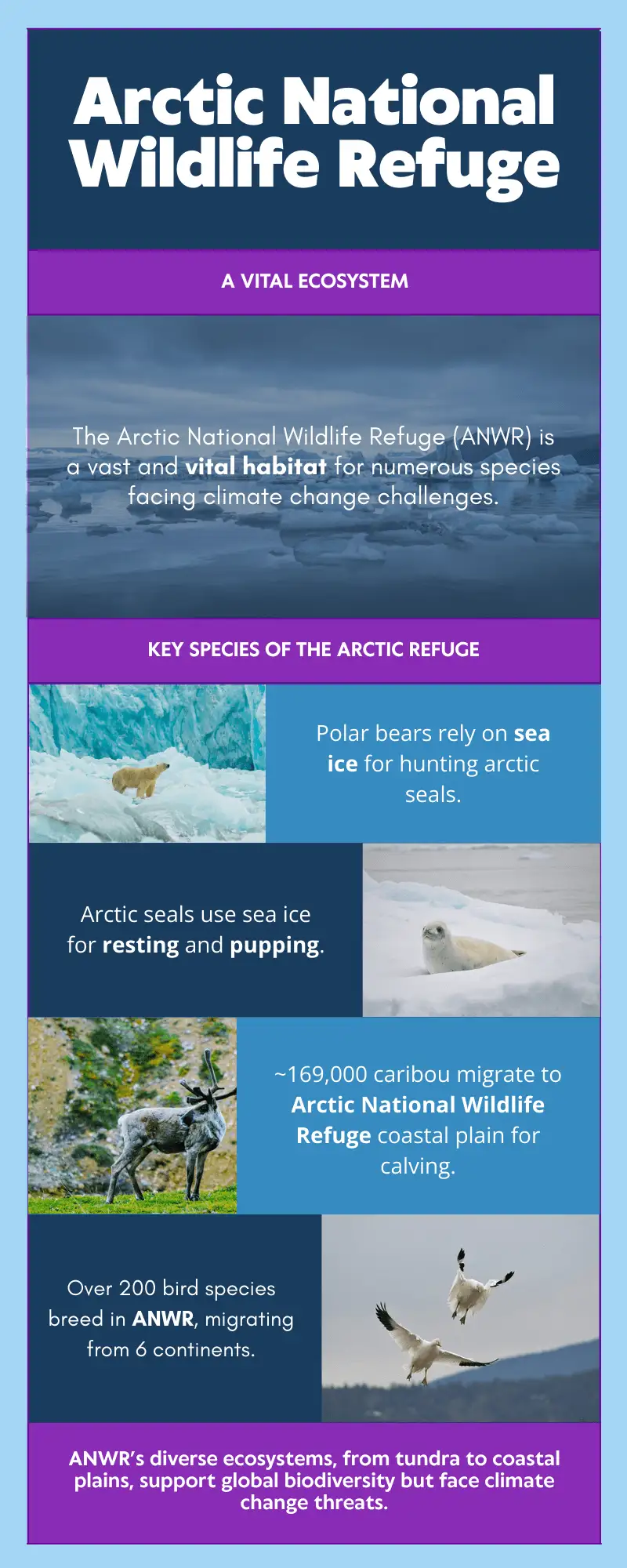Infographic illustrating the Arctic National Wildlife Refuge’s vital ecosystem, showcasing key species like polar bears, arctic seals, the Porcupine Caribou Herd, and migratory birds, with a map of ANWR’s 19.6 million acres, including the coastal plain, and a summary of its biodiversity and climate change threats.