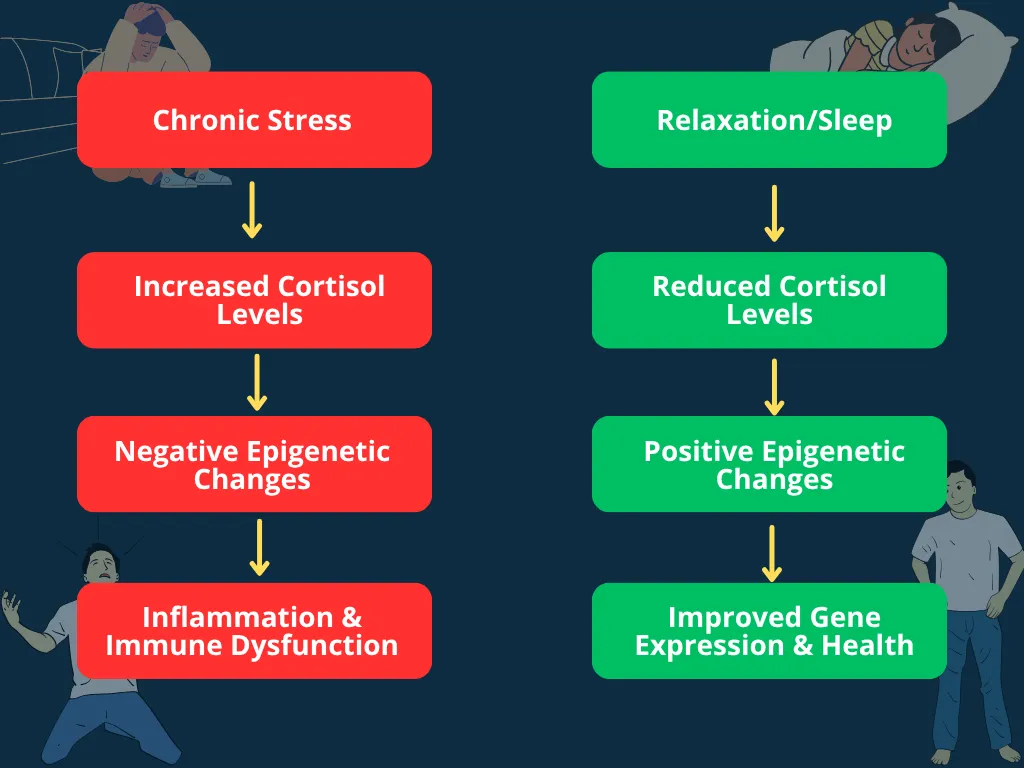 Flowchart illustrating how chronic stress causes negative epigenetic changes while relaxation and sleep promote positive gene expression for health.