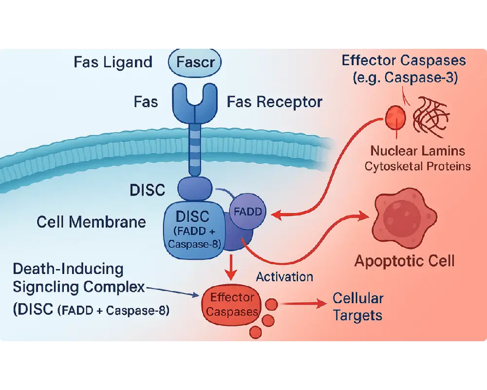 Diagram of the extrinsic apoptosis pathway, showing a death receptor (Fas) binding FasL, forming the DISC with FADD and caspase-8, and activating effector caspases for programmed cell death.