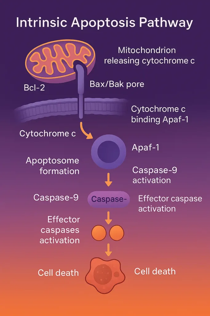 Flowchart of the intrinsic apoptosis pathway, depicting mitochondrial cytochrome c release via Bax/Bak, apoptosome formation with Apaf-1, and caspase-9 activation for programmed cell death.