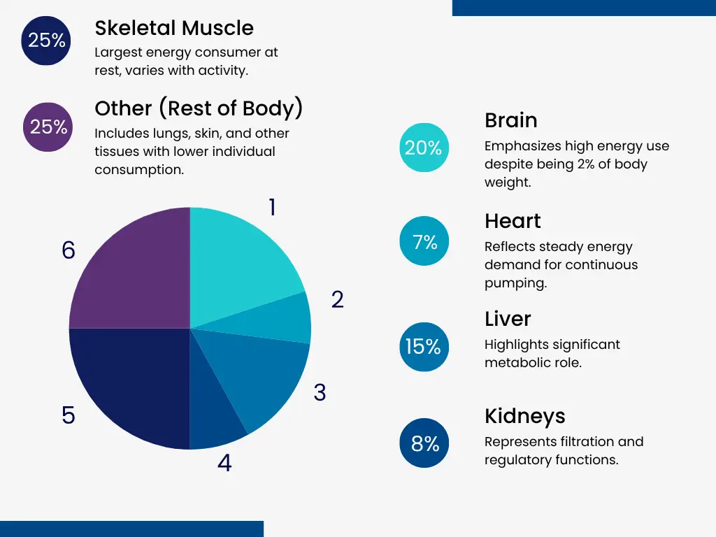 Infographic showing the brain’s 20% energy consumption compared to other organs, emphasizing its high demand for glucose from carbohydrates.