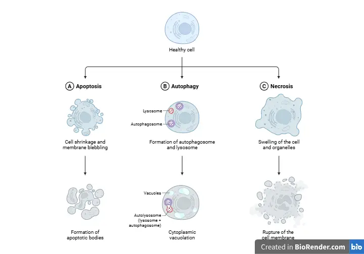 A biological diagram illustrating three cell fates: Apoptosis (programmed cell death with shrinkage), Autophagy (self-digestion via autolysosomes), and Necrosis (uncontrolled cell swelling and rupture).