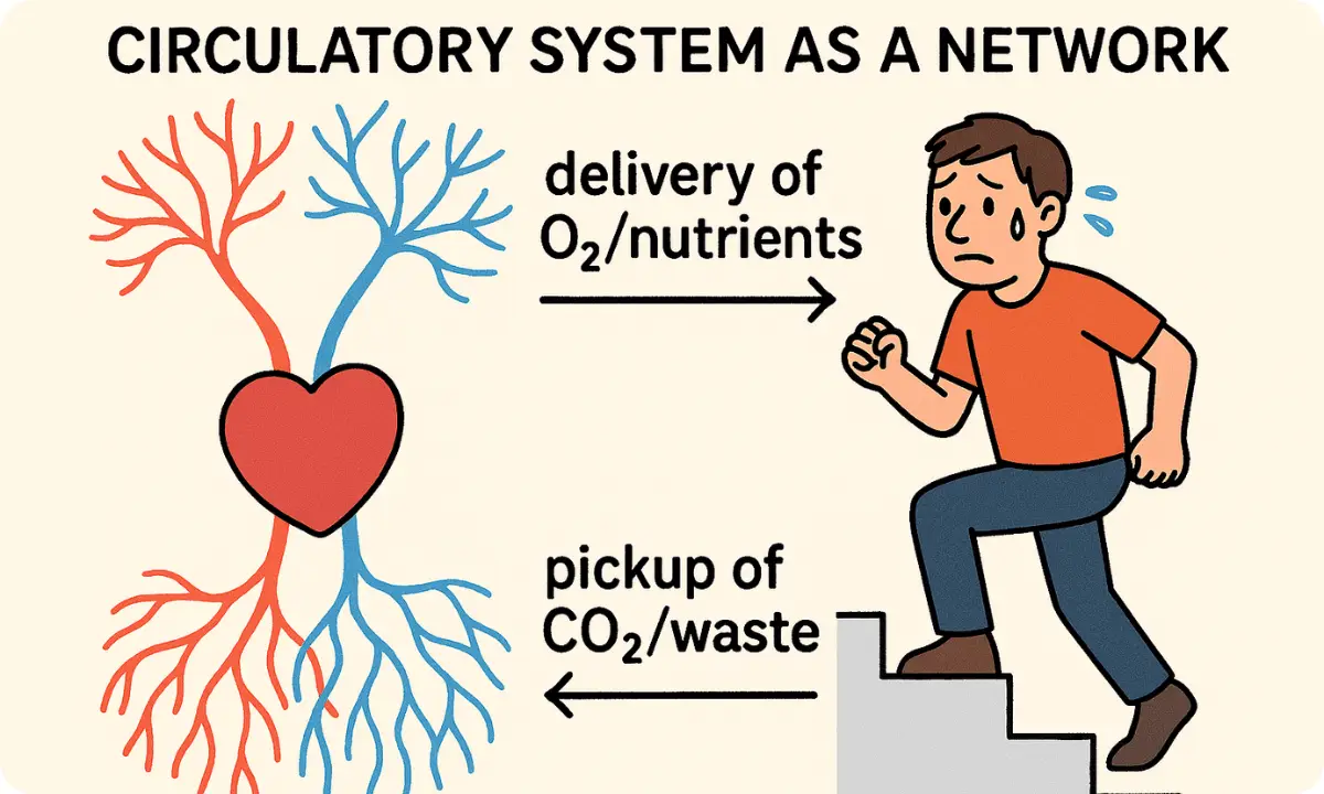 Human circulatory system diagram showing blood vessels, heart, O2 delivery, and waste removal for homeostasis.