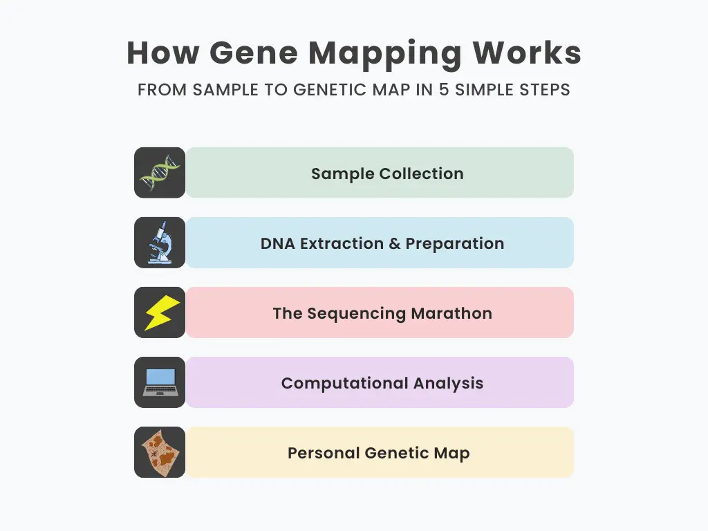 Infographic of human gene mapping process including DNA sample, whole genome sequencing, computational analysis, and visualization in 2025.