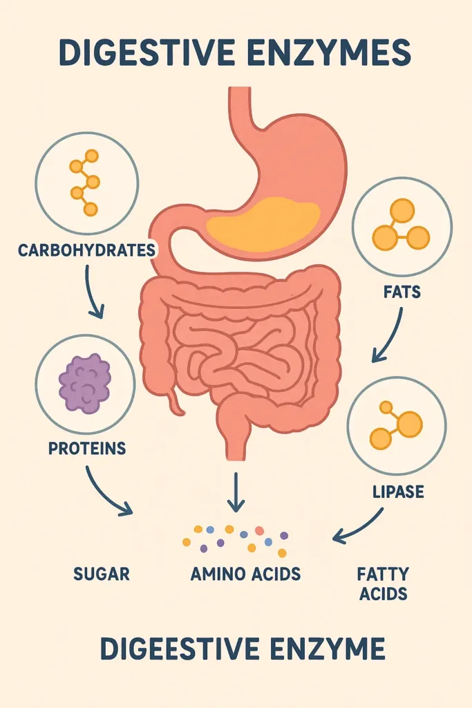 Infographic of digestive enzyme's amylase, protease, and lipase breaking down carbohydrates, proteins, and fats for bloating relief.