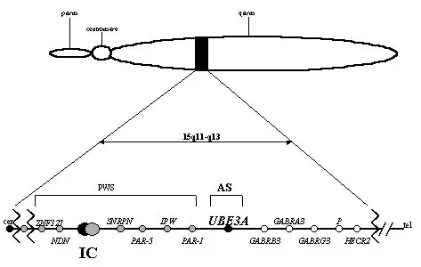 Human chromosome diagram showing genetic map with gene locations and markers for educational purposes. By, The original uploader was Ramujana at English Wikibooks. - Transferred from en.wikibooks to Commons by Adrignola using CommonsHelper., Public Domain, https://commons.wikimedia.org/w/index.php?curid=10889307