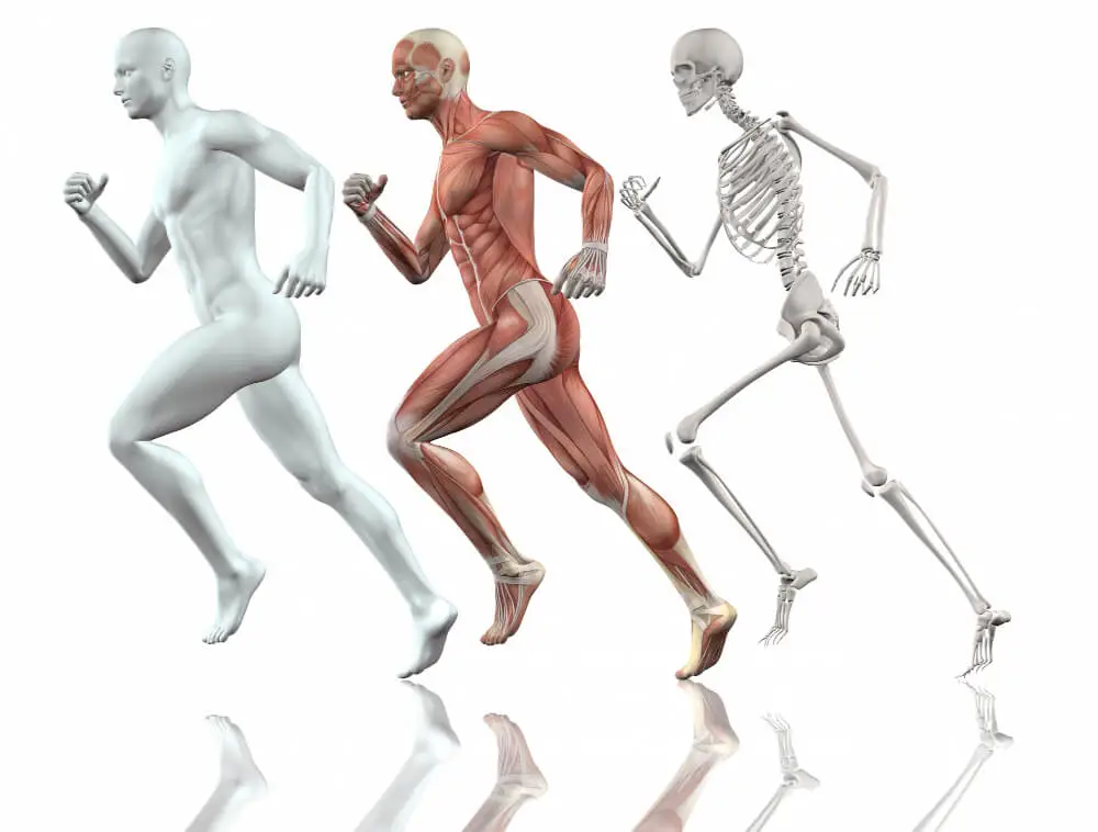 The human skeletal system performs more than just shaping.