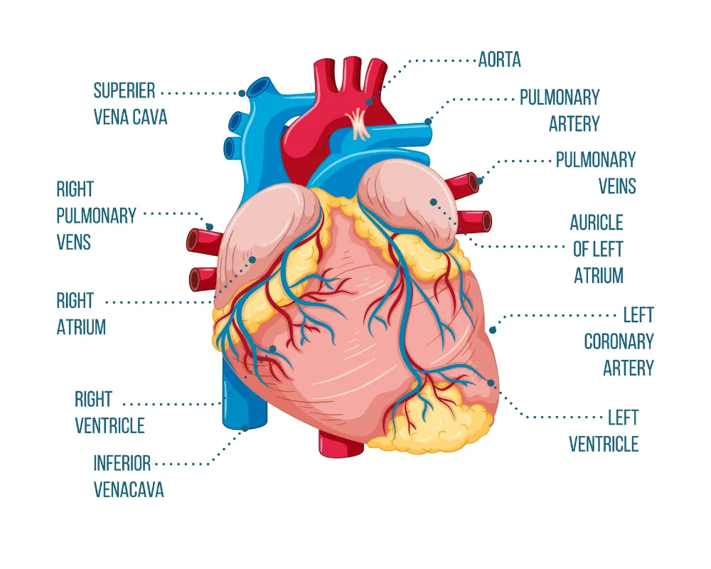 Human heart anatomy diagram showing four chambers, cardiac valves, coronary arteries, and major blood vessels with medical labels.