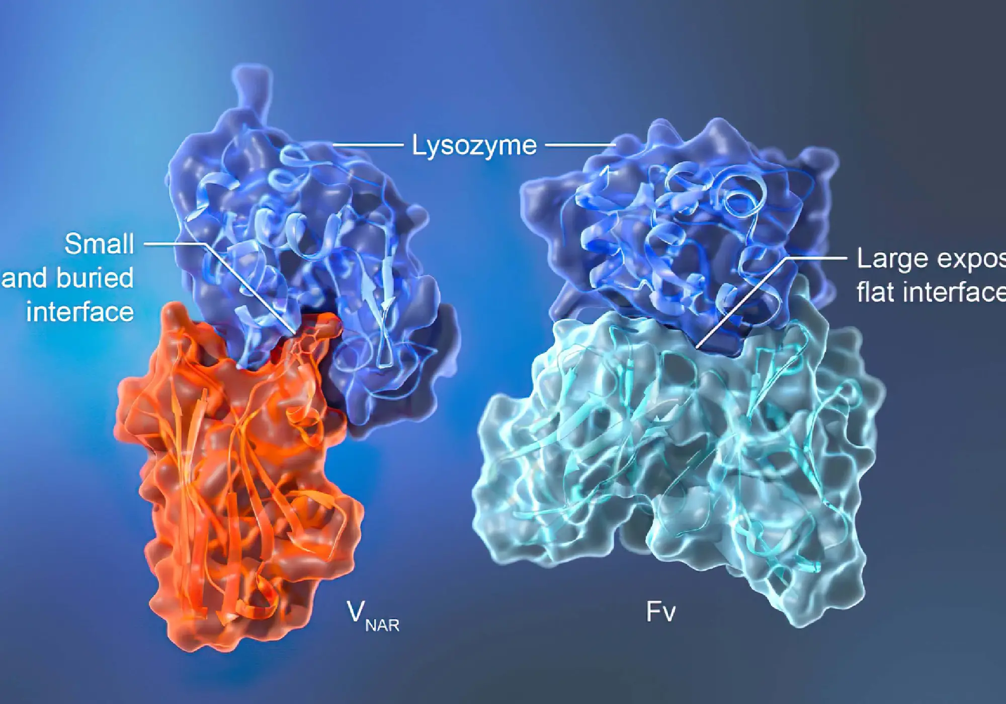 Nanobodies compared to traditional antibodies showing size difference and molecular structure for medical applications.
