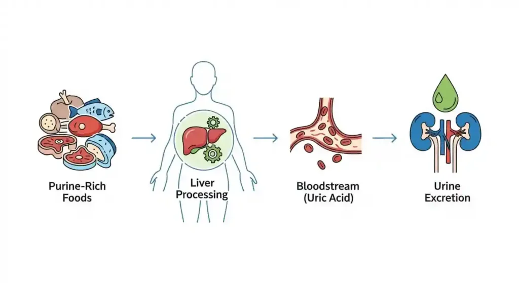 Purine metabolism diagram showing how food purines convert to uric acid and kidney excretion process.