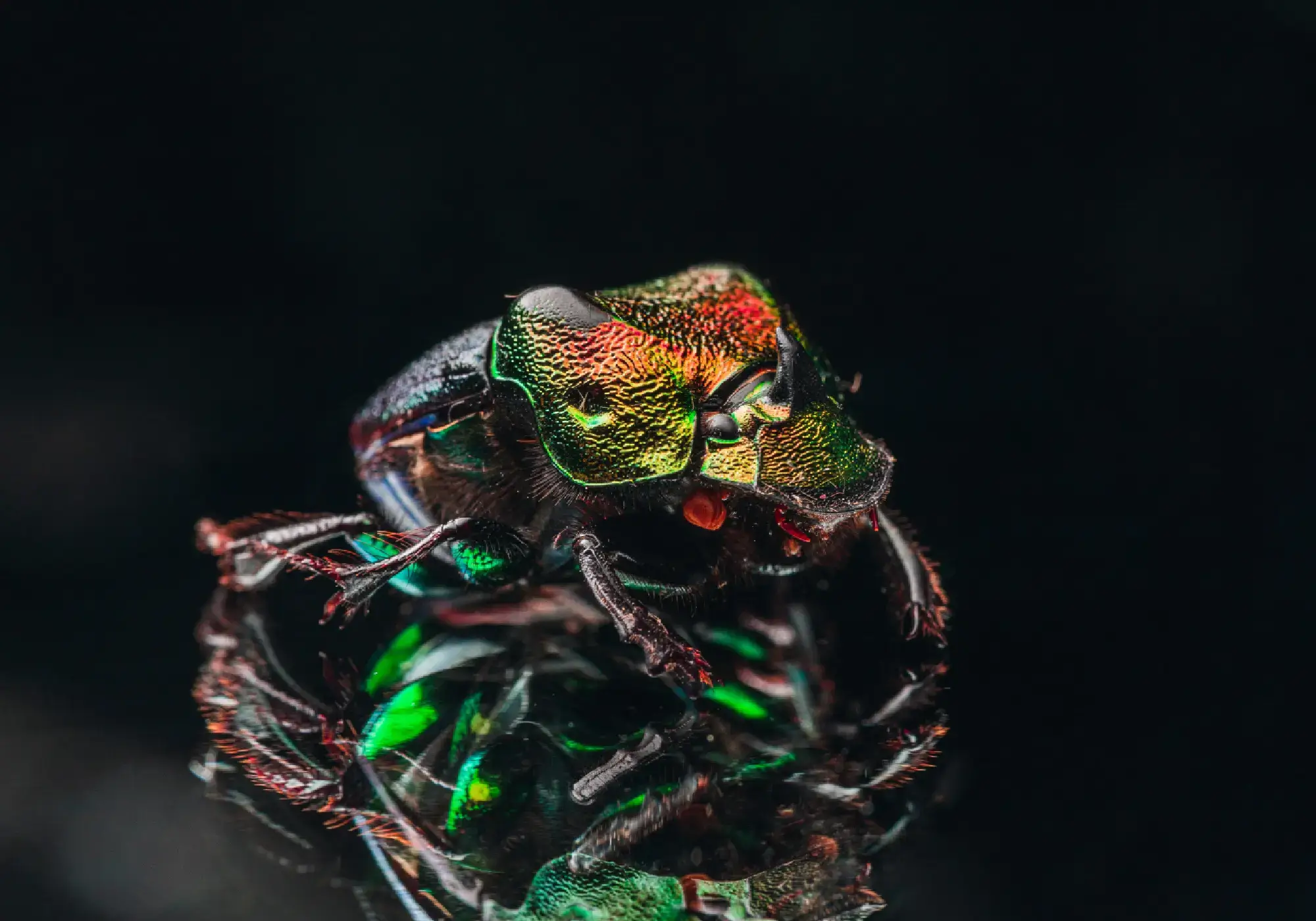 Invasive Species in the U.S.: Major Threats to Ecosystems and How to Stop Them