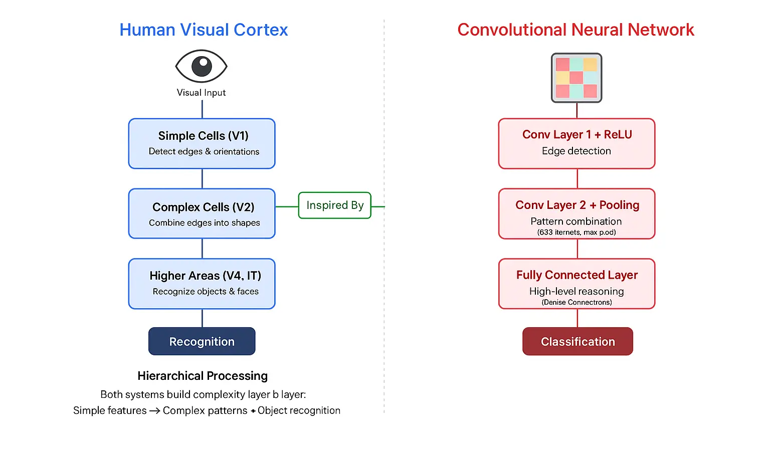 Diagram comparing the human visual cortex and convolutional neural networks, showing how CNNs are inspired by biological vision processing.