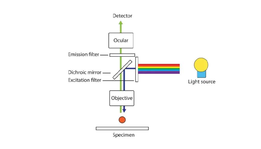 Diagram showing the optical path of a fluorescence microscope with excitation light, dichroic mirror, emission filter, objective, and detector.