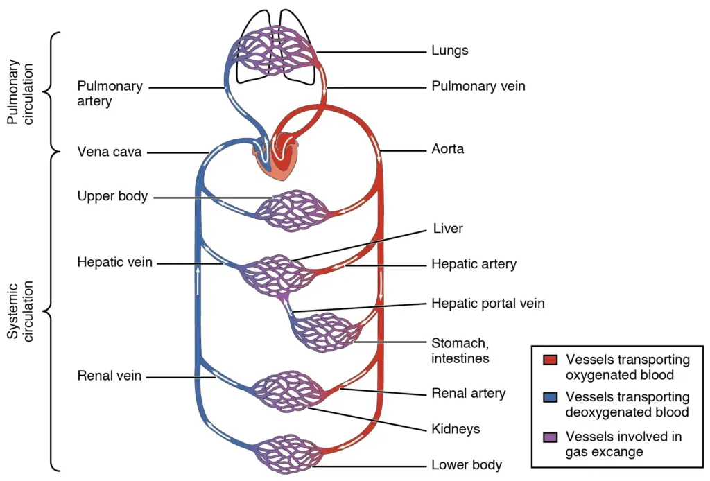 Diagram illustrating the two main circulatory circuits - pulmonary circulation to the lungs and systemic circulation throughout the body.