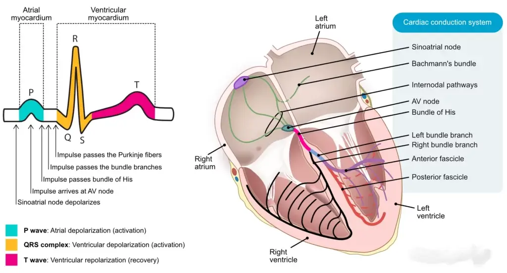 Diagram showing the cardiac conduction system and ECG PQRST waves.