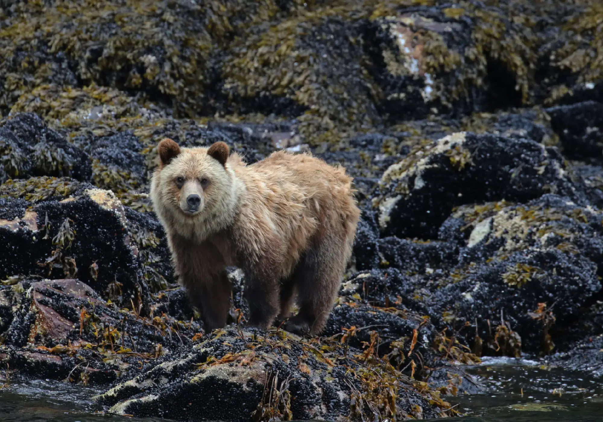 AI in Wildlife Conservation: How Smart Technology Is Saving Endangered Species in 2026