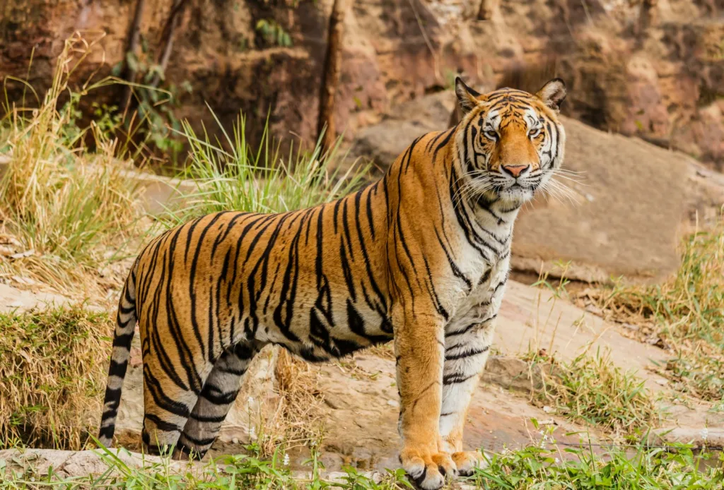 Tiger in forest showing the technology of AI in wildlife conservation.