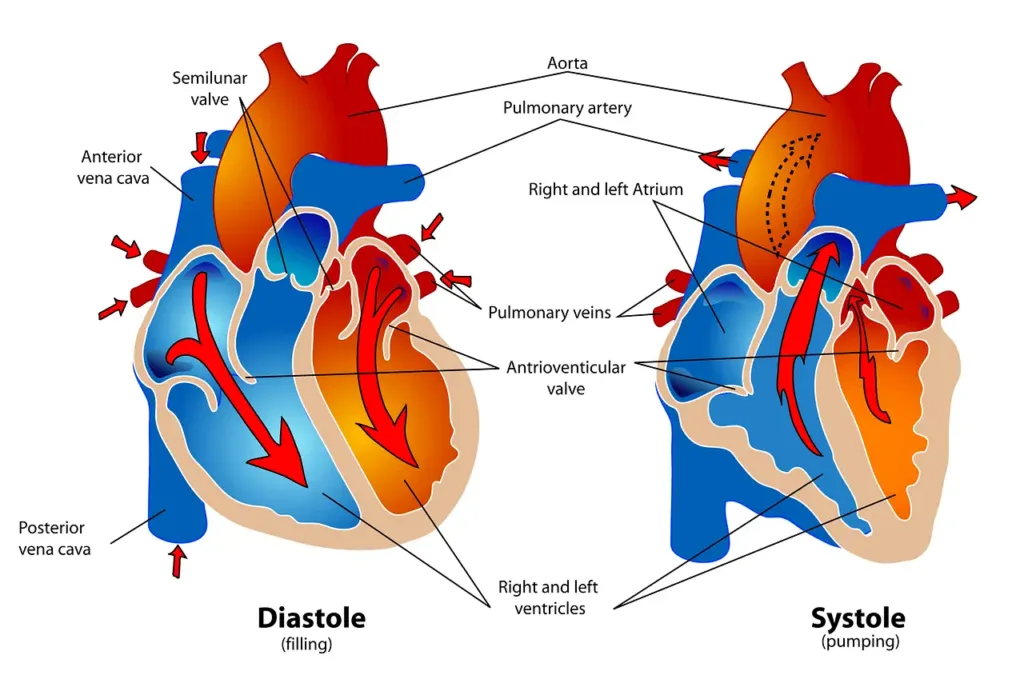 Labeled diagram of the heart and arteries.