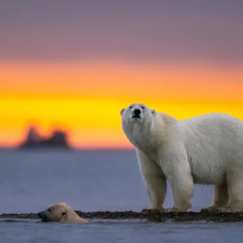 Threatening Impact of Climate Change on the Arctic Wildlife Refuge