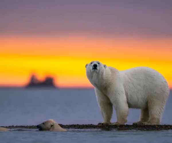 Threatening Impact of Climate Change on the Arctic Wildlife Refuge