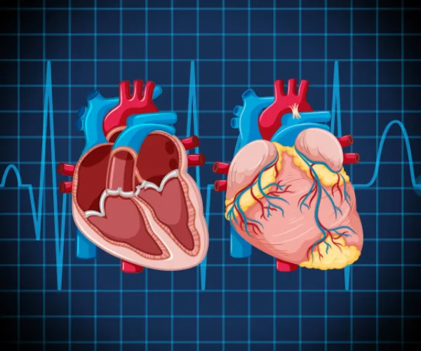 Heart Anatomy and Function: How the Human Heart Works