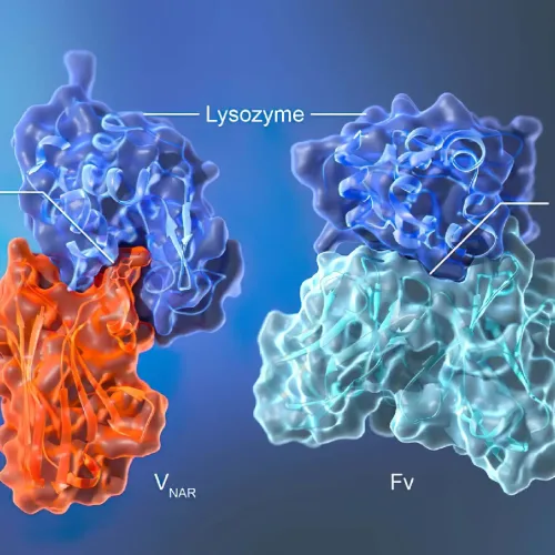 Nanobodies: Tiny Antibodies with Big Potential in Medicine