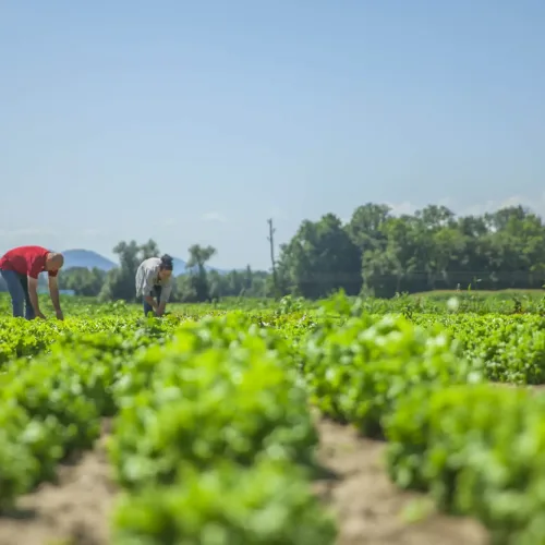 How Regenerative Agriculture Boosts Ecosystem Services and Sustainability