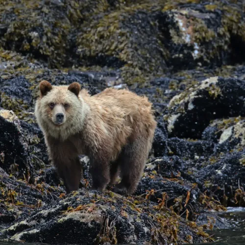 AI in Wildlife Conservation: How Smart Technology Is Saving Endangered Species in 2026