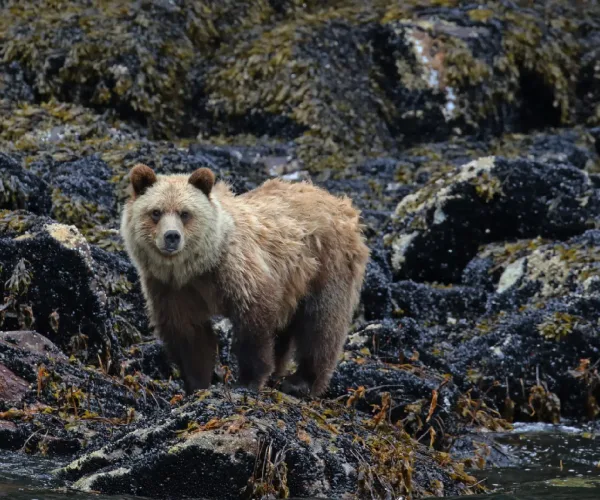 AI in Wildlife Conservation: How Smart Technology Is Saving Endangered Species in 2026