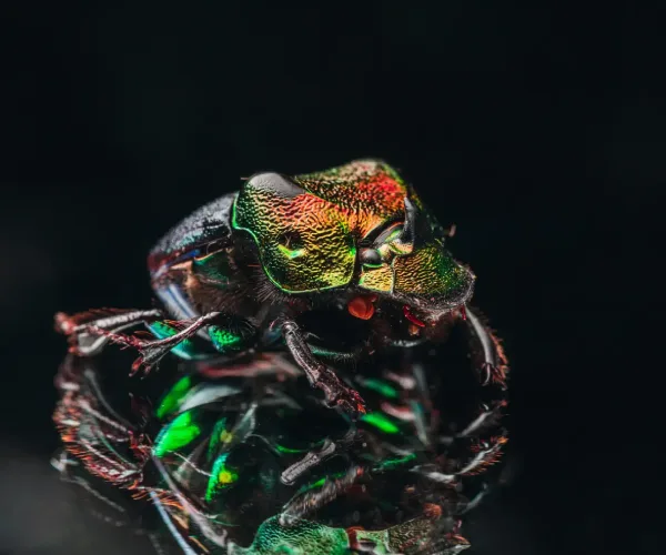 Invasive Species in the U.S.: Major Threats to Ecosystems and How to Stop Them